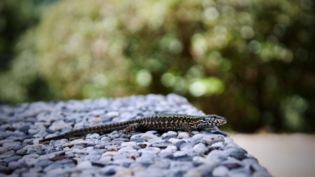 Lizard on a Wall
