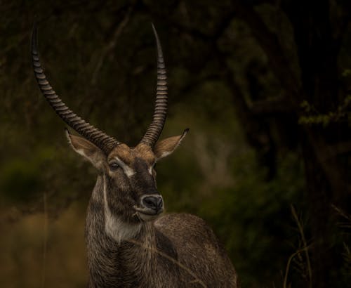 Základová fotografie zdarma na téma antilopa, detail, divočina