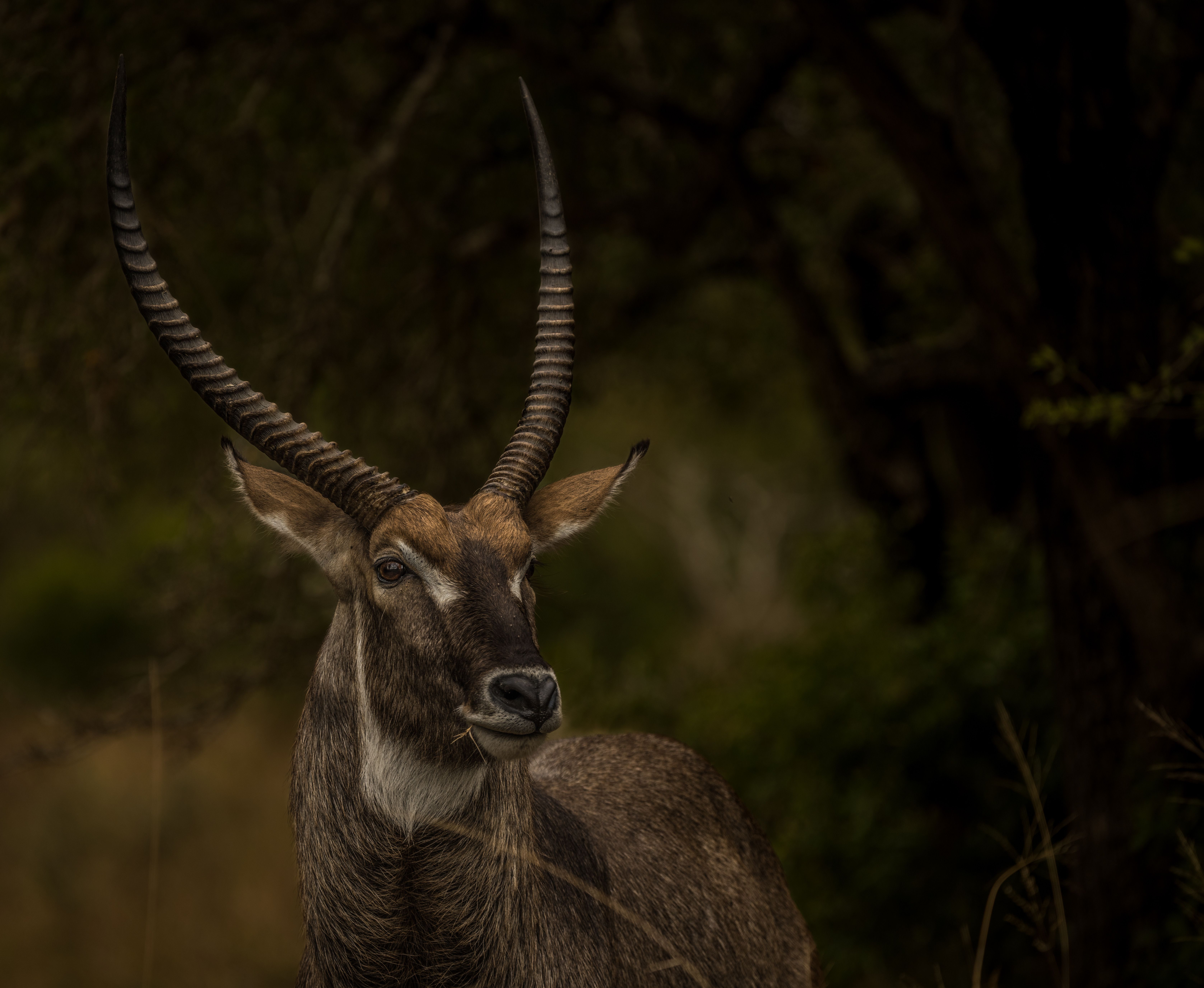 Waterbuck
