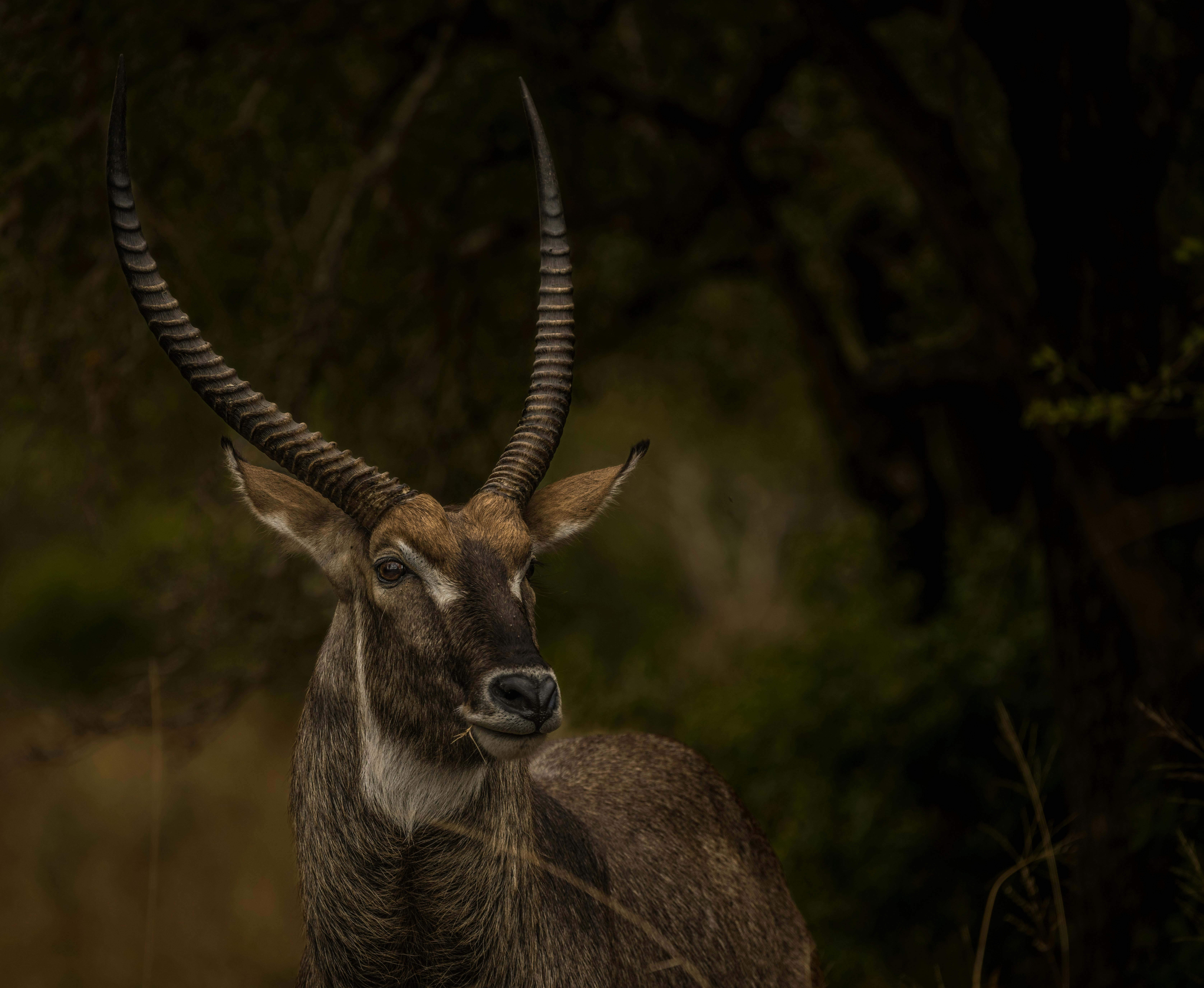 grátis D'água Foto profissional