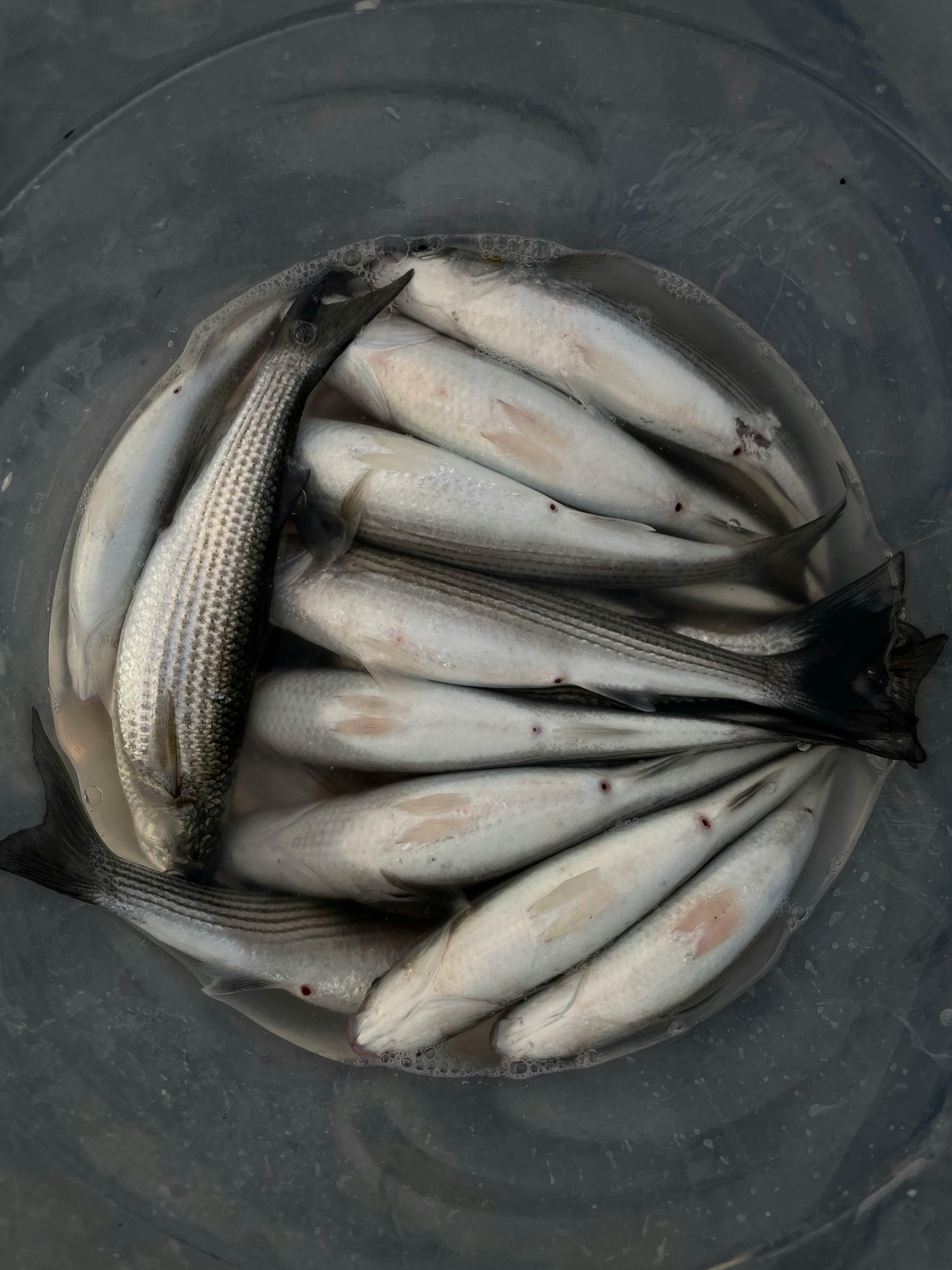 Fly Fishing for Bass