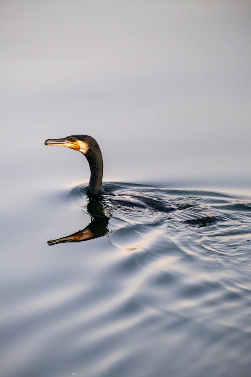 Gratis stockfoto met aalscholver, beest, buiten