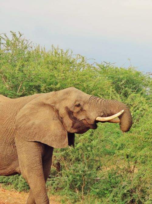 Free Side view of an African elephant grazing in a lush green environment under a blue sky. Stock Photo
