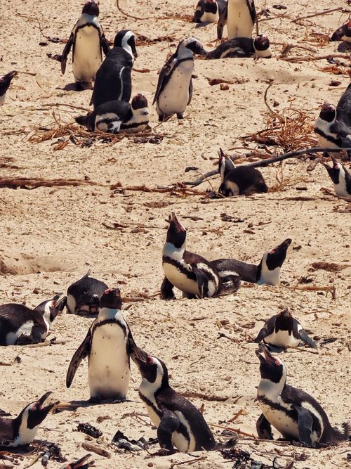 Free Group of African penguins on a sandy beach, engaged in social interactions. Stock Photo