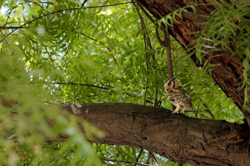 Photos gratuites de arbre, forêt, forêt dense