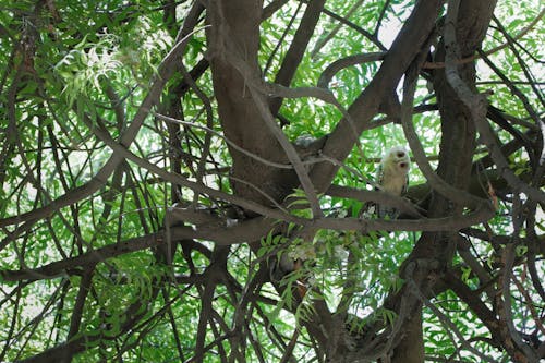 Photos gratuites de arbre, forêt, forêt dense