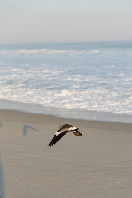 Ilmainen kuvapankkikuva tunnisteilla eläin, hiekkaranta, lintu