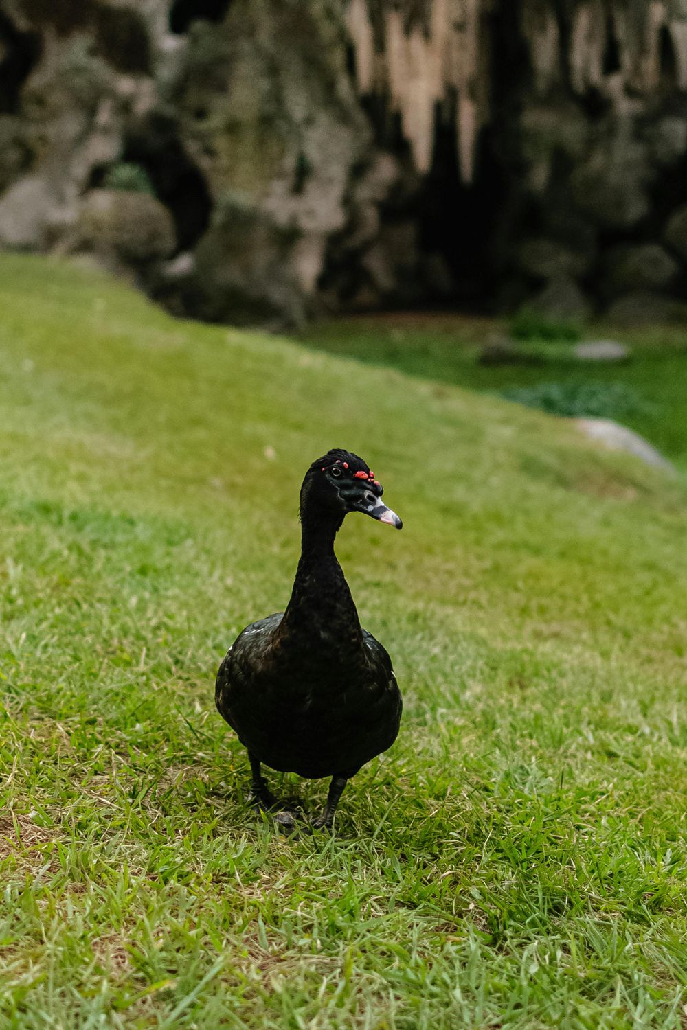 Muscoby Drake A Wild Black Muscovy Drake Walking on Grass · Free Stock Photo