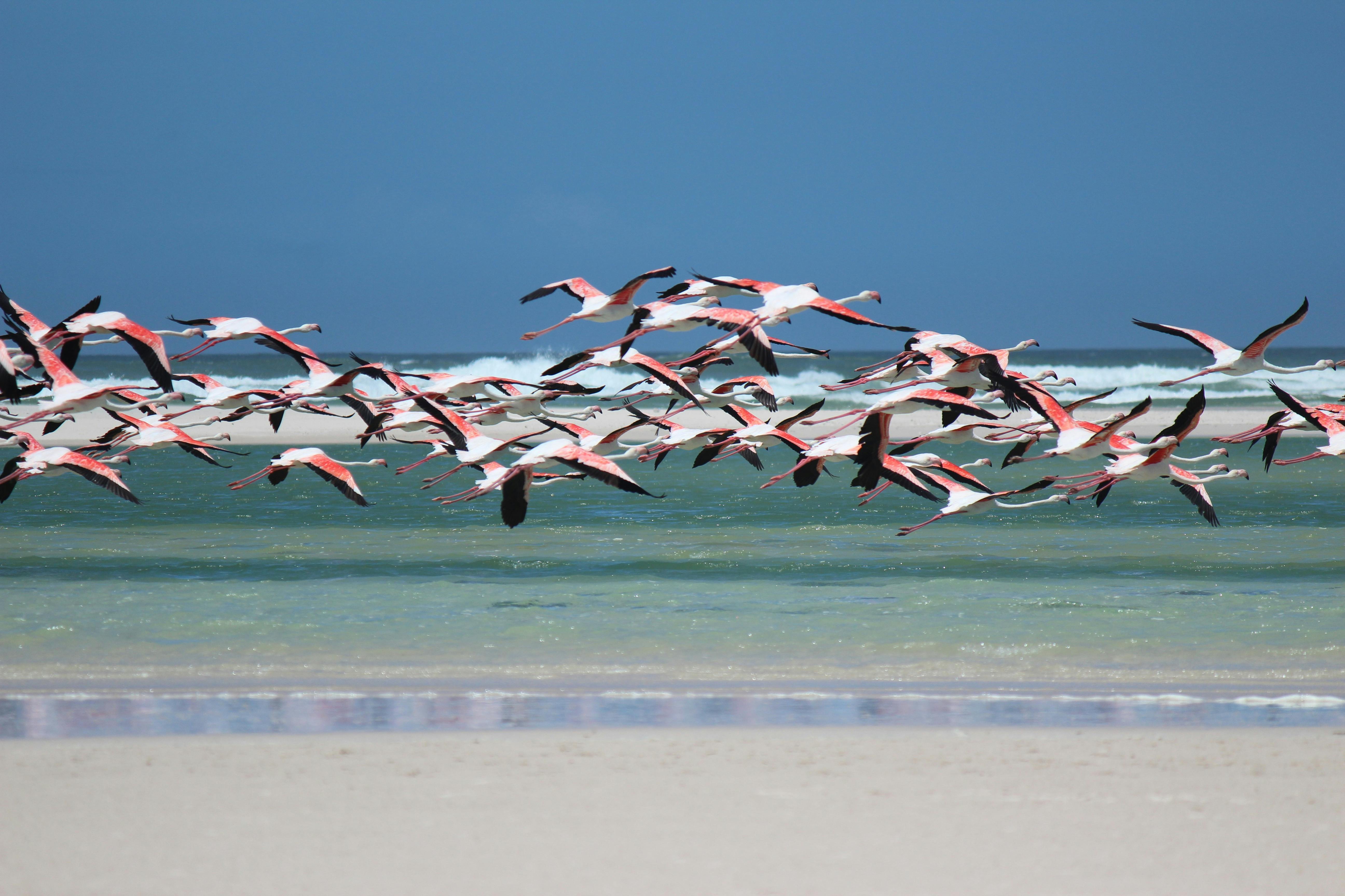 Foto Stok Gratis Tentang Afrika Selatan Alam Flamingo