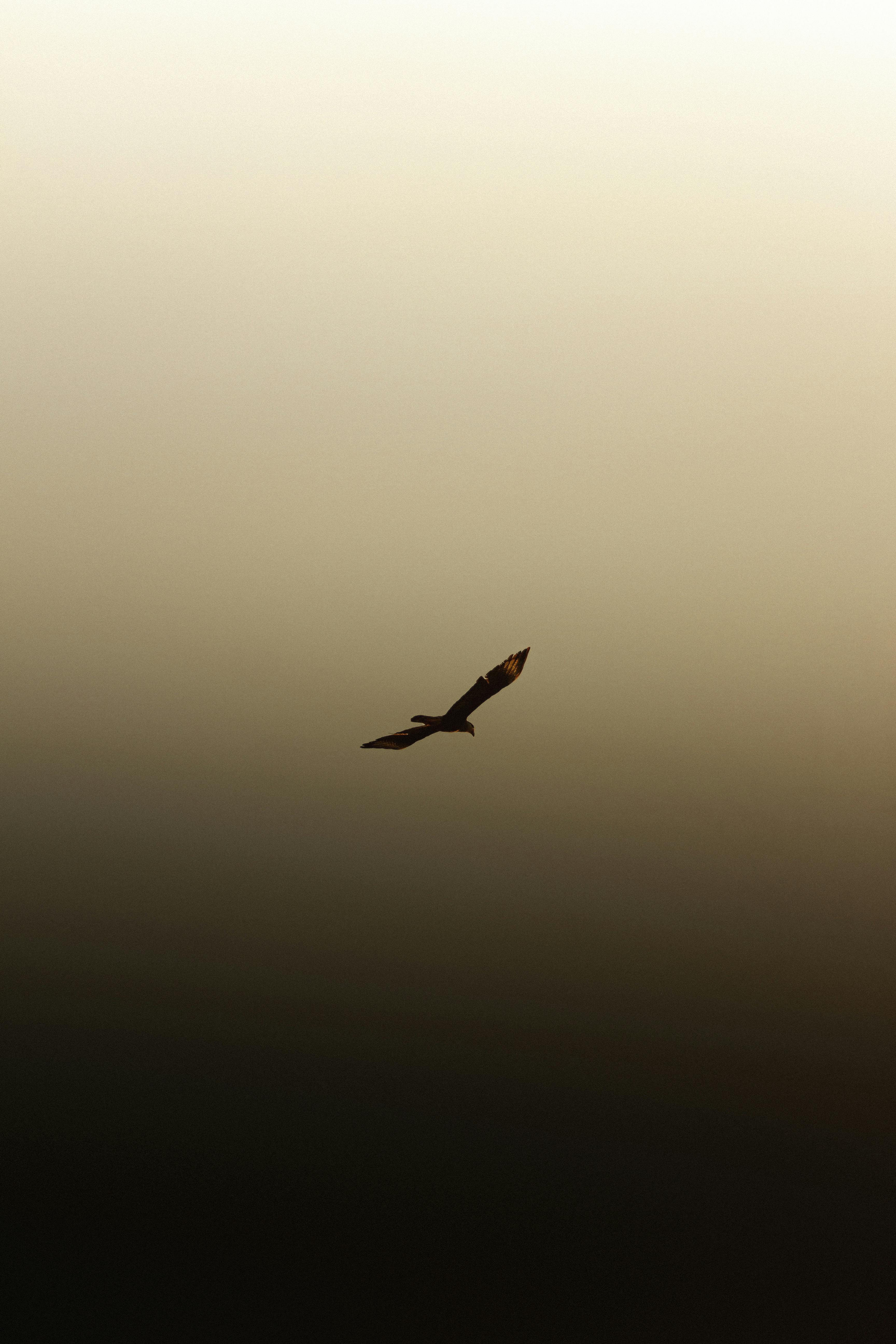 Dramatic silhouette of a bird soaring against a vivid sunset in Taiba, Brazil.