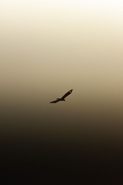 Dramatic silhouette of a bird soaring against a vivid sunset in Taiba, Brazil.