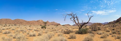 無料 砂漠の土地の裸の木 写真素材