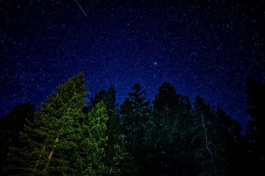 Stars over Evergreen Forest
