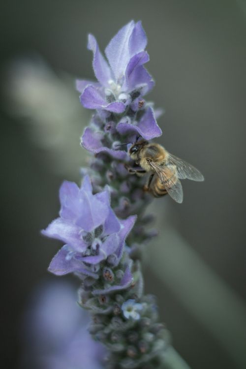 Kostnadsfria Kostnadsfri bild av @utomhus, apis mellifera, aromatisk växt Stock foto