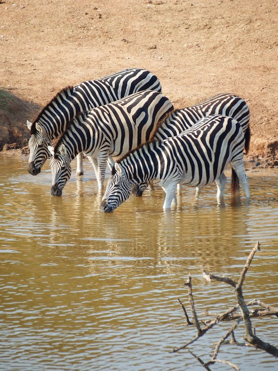 Free Herd of Zebra on Body of Water Stock Photo