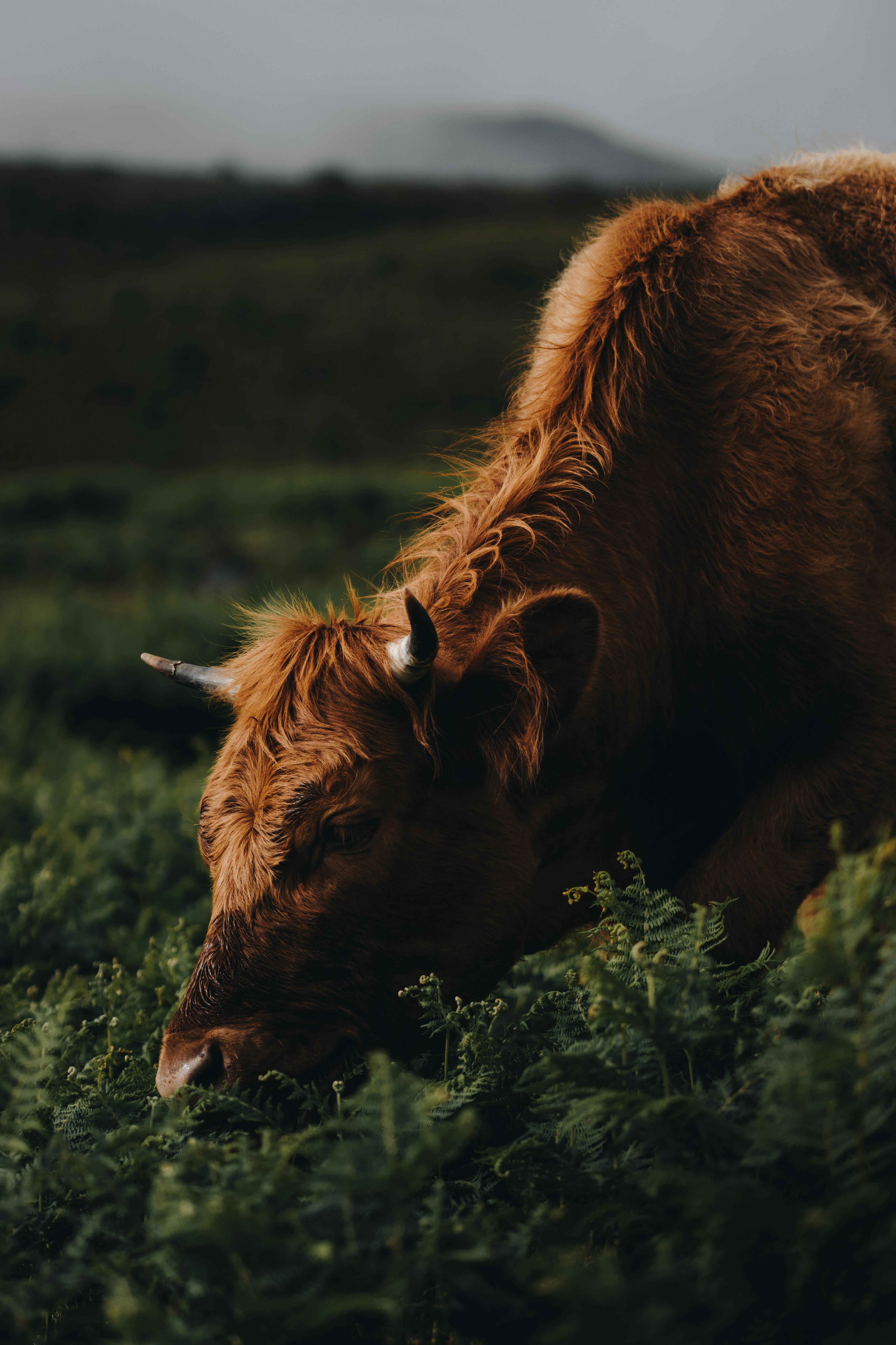 A Highland cow peacefully grazes in a lush, rural field in Madeirã, Portugal.