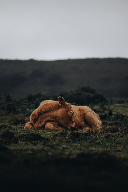 A cow laying down in the grass with its head resting on its side