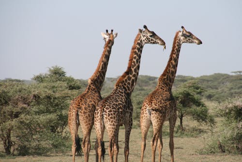 Free Drie Giraffen Op Het Land Stock Photo