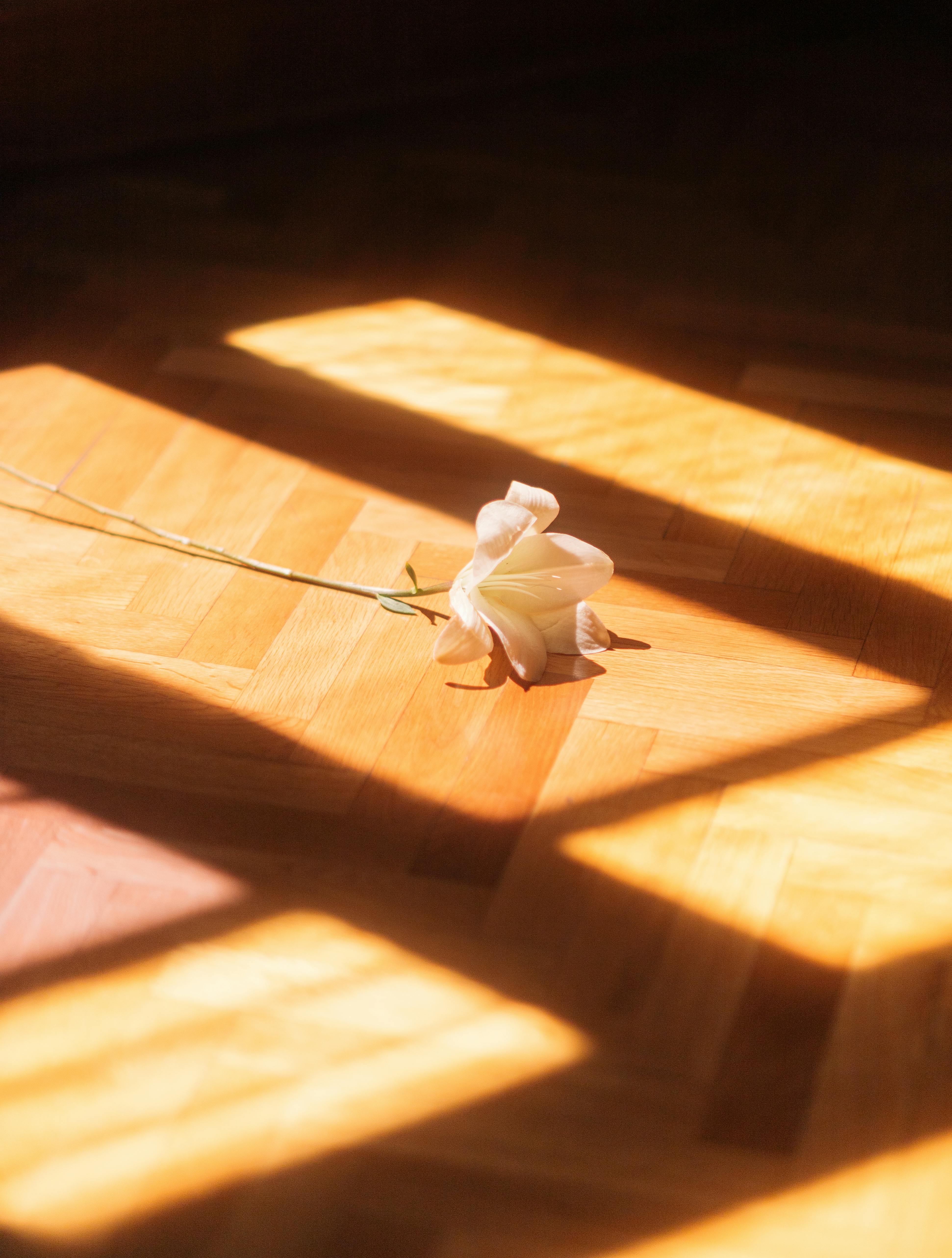 A delicate white rose lies on a sunlit wooden floor, casting soft shadows.