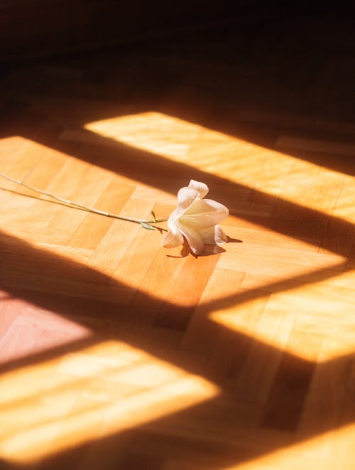 A single flower on the floor in front of a window