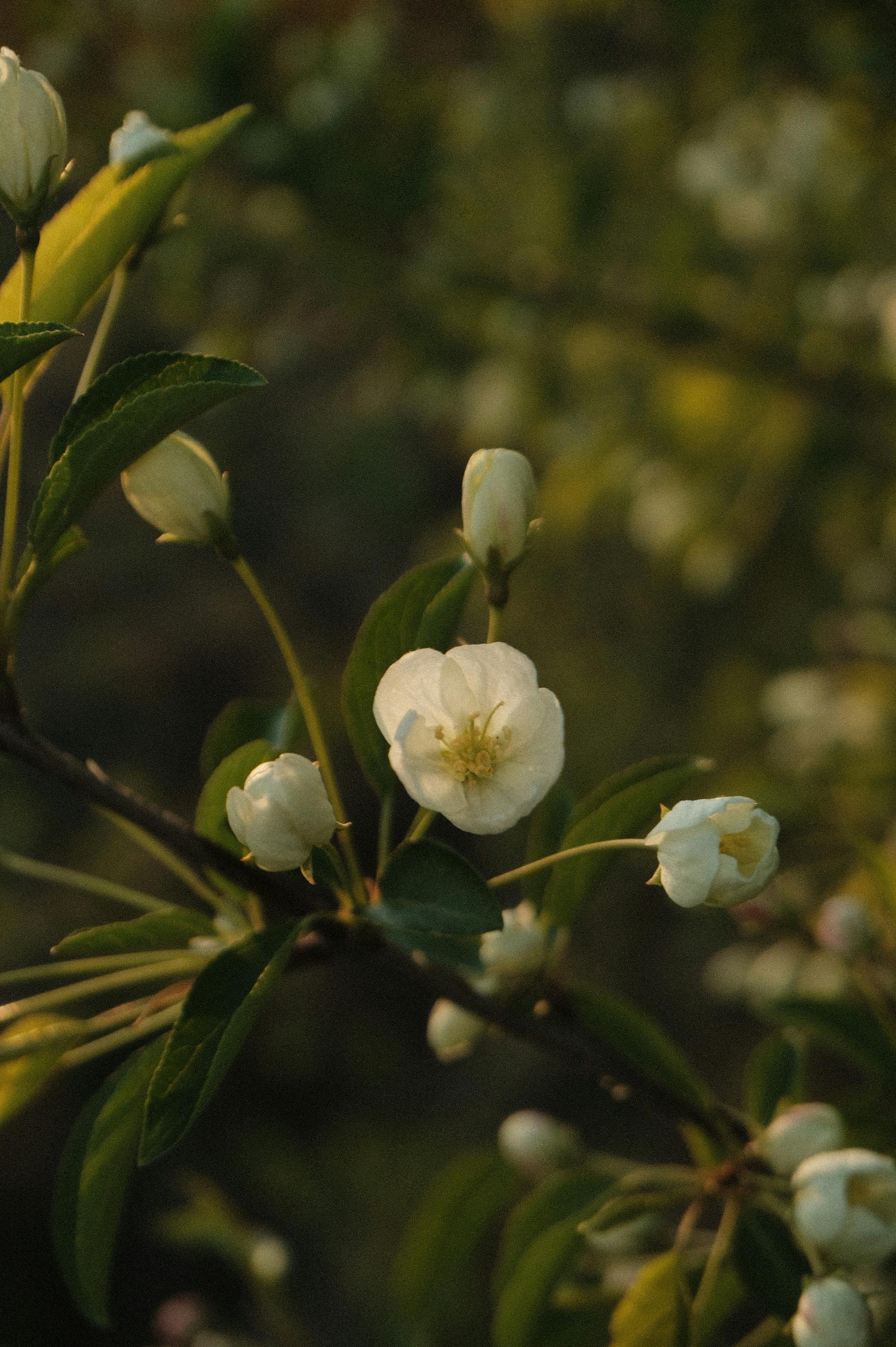Close-up of beautiful white apple blossoms on a branch during springtime, showcasing the beauty of nature.