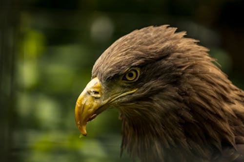 動物, 天性, 白尾鷹 的 免費圖庫相片