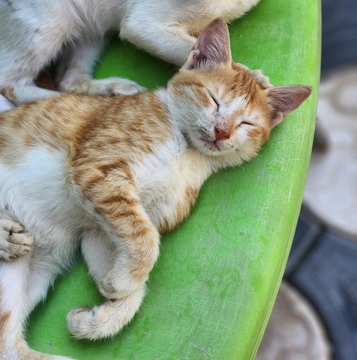 Free A cozy ginger kitten peacefully sleeps on a vibrant green cushion. Perfect for pet lovers. Stock Photo