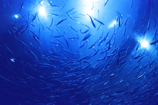 Dynamic underwater image of fish swimming in a blue-lit aquarium in Toronto.