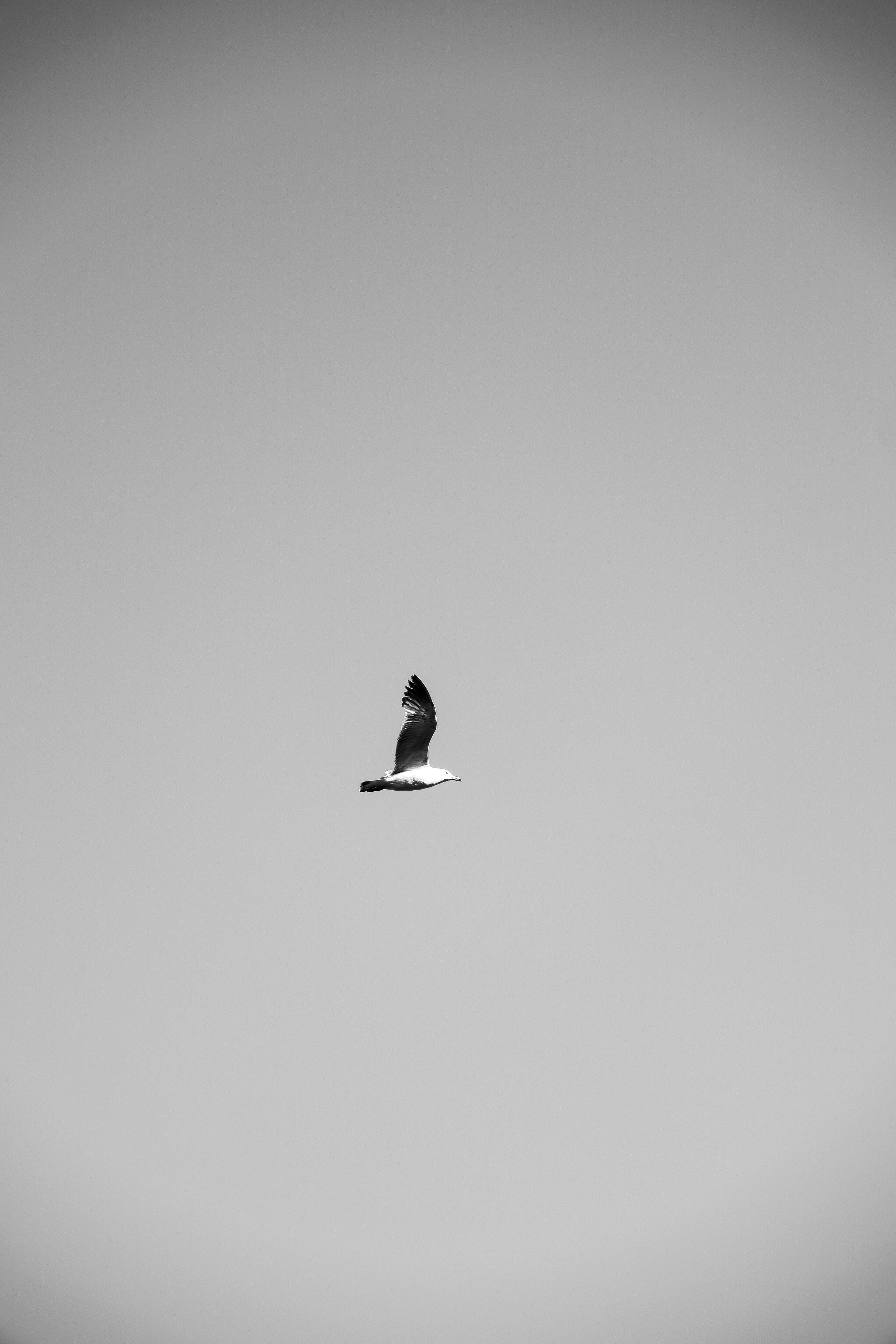 Free Black and white image of a seagull soaring through the sky, showcasing elegant flight. Stock Photo