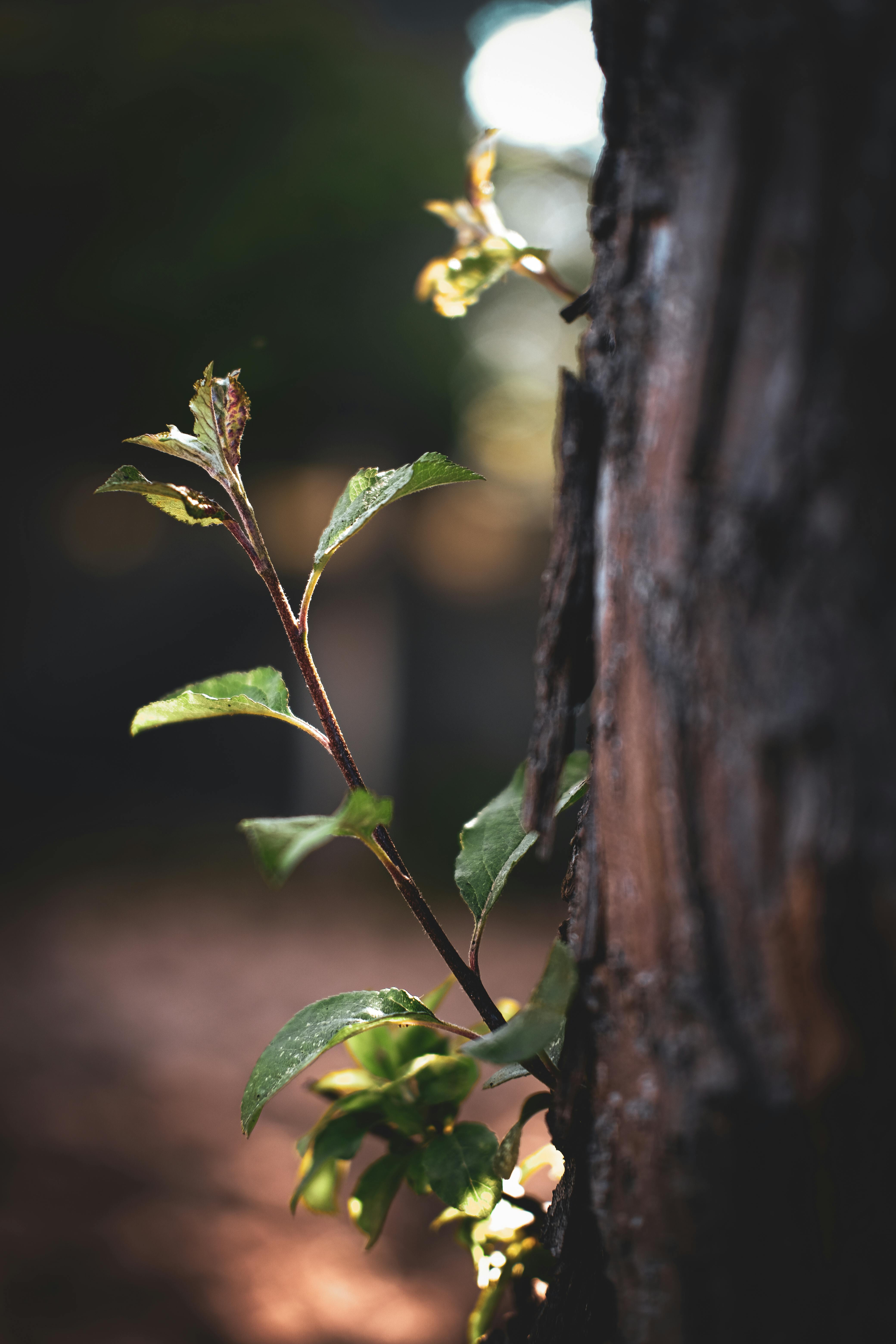 Close-up of Branches of Tree · Free Stock Photo