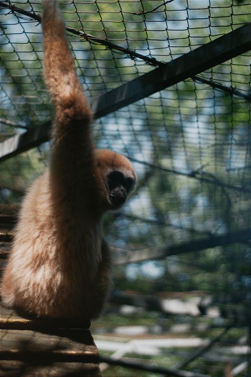 Free A gibbon swings inside an enclosure at a Hungarian zoo. Close-up view. Stock Photo