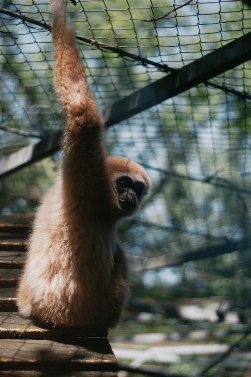 テナガザル, モンキー, 動物の写真の無料の写真素材