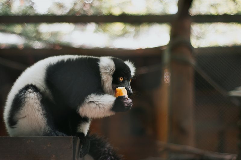 Lokobe Reserve