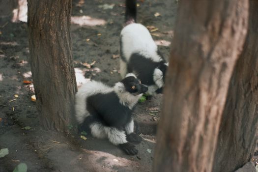 Andasibe indri lemur spotting — Madagascar