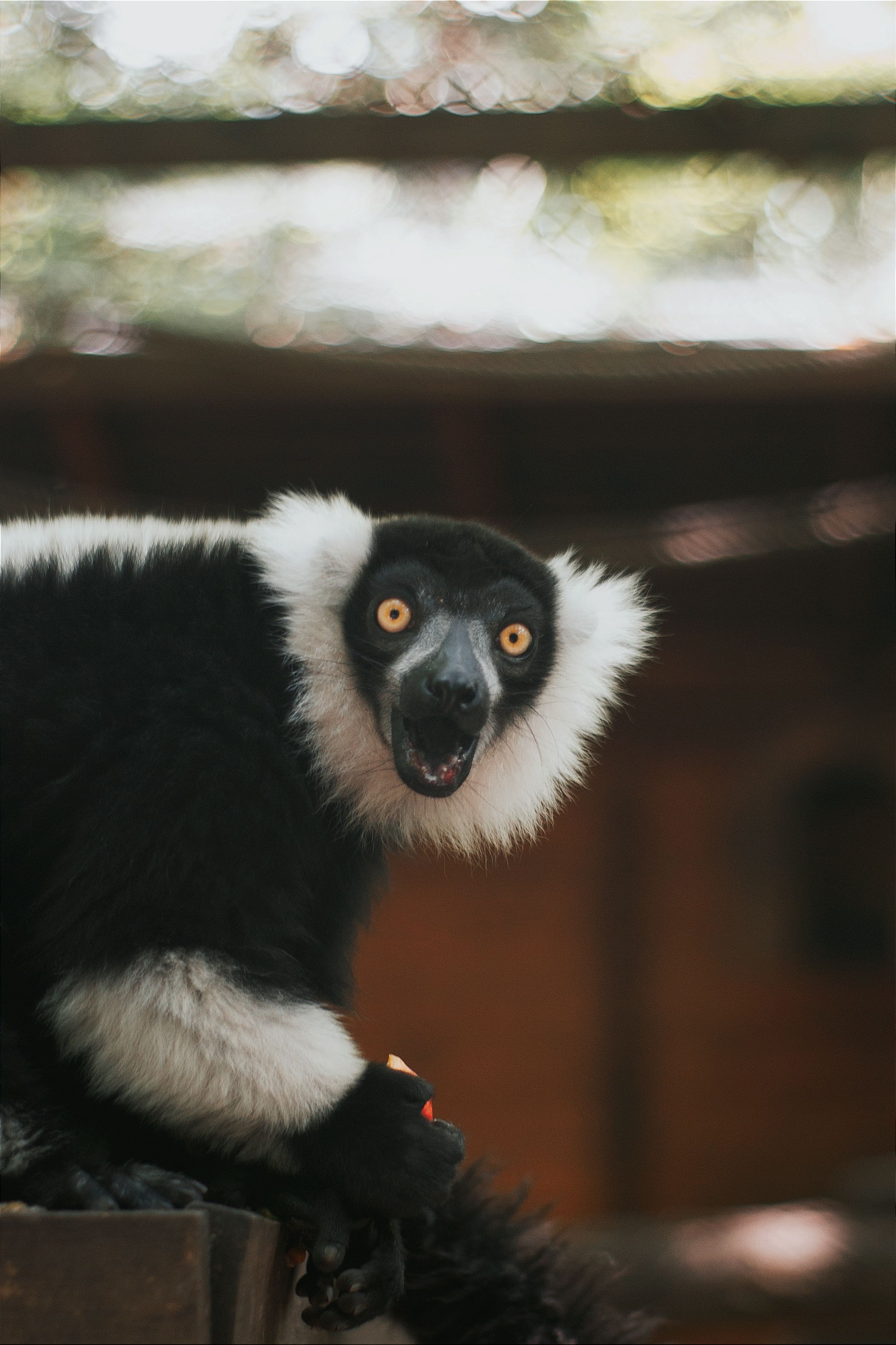 A striking portrait of a black and white ruffed lemur in a natural setting, showcasing its expressive features.