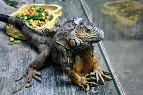 Close-Up Photo of Iguana in Terrarium