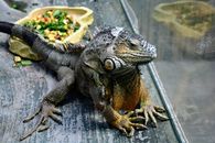 Close-Up Photo of Iguana in Terrarium