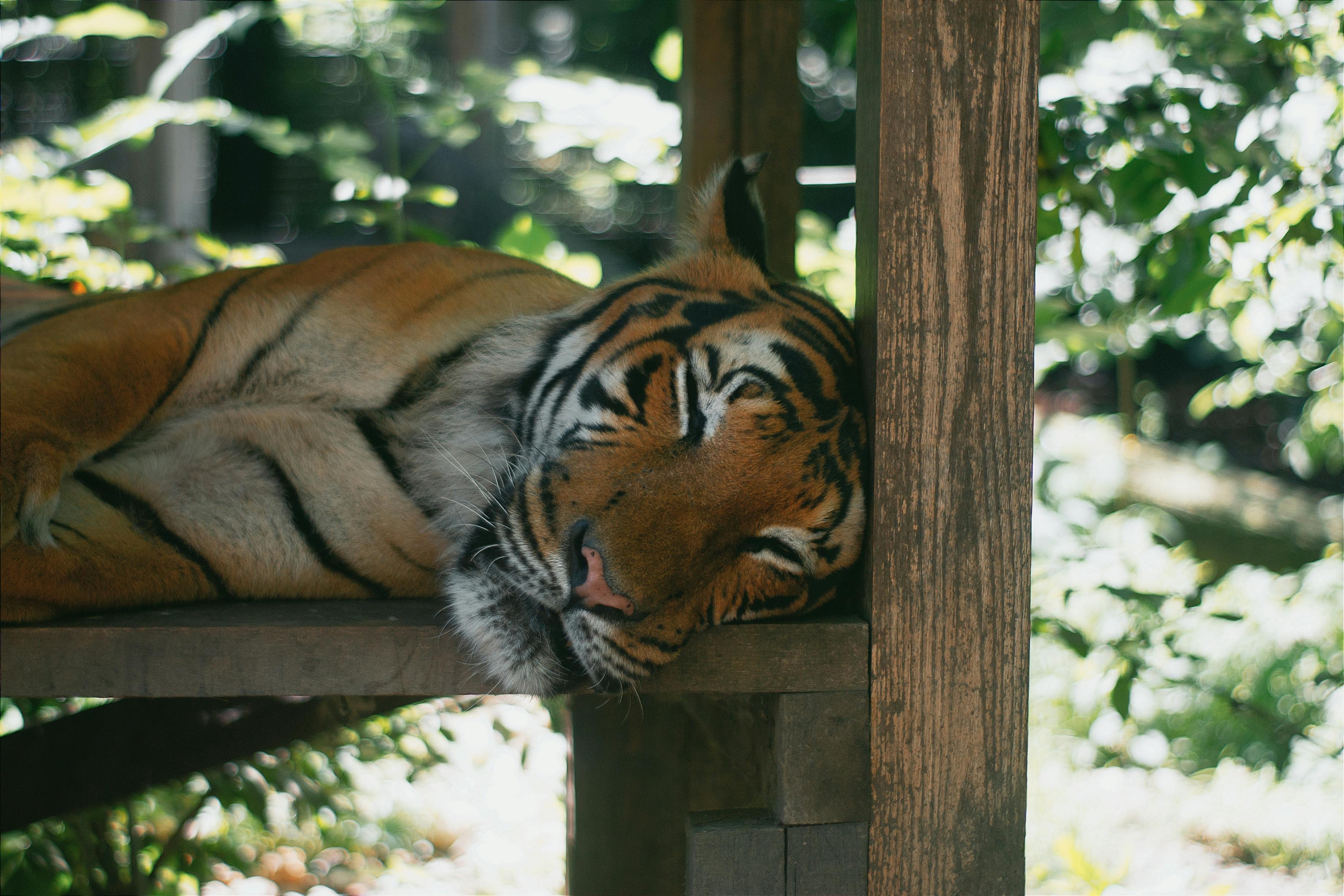 A peaceful tiger rests on a wooden platform surrounded by lush greenery in a Hungarian zoo.