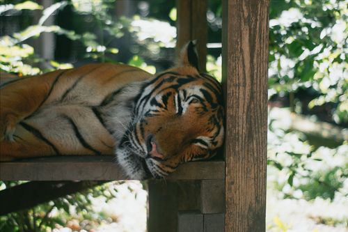 Free A peaceful tiger rests on a wooden platform surrounded by lush greenery in a Hungarian zoo. Stock Photo