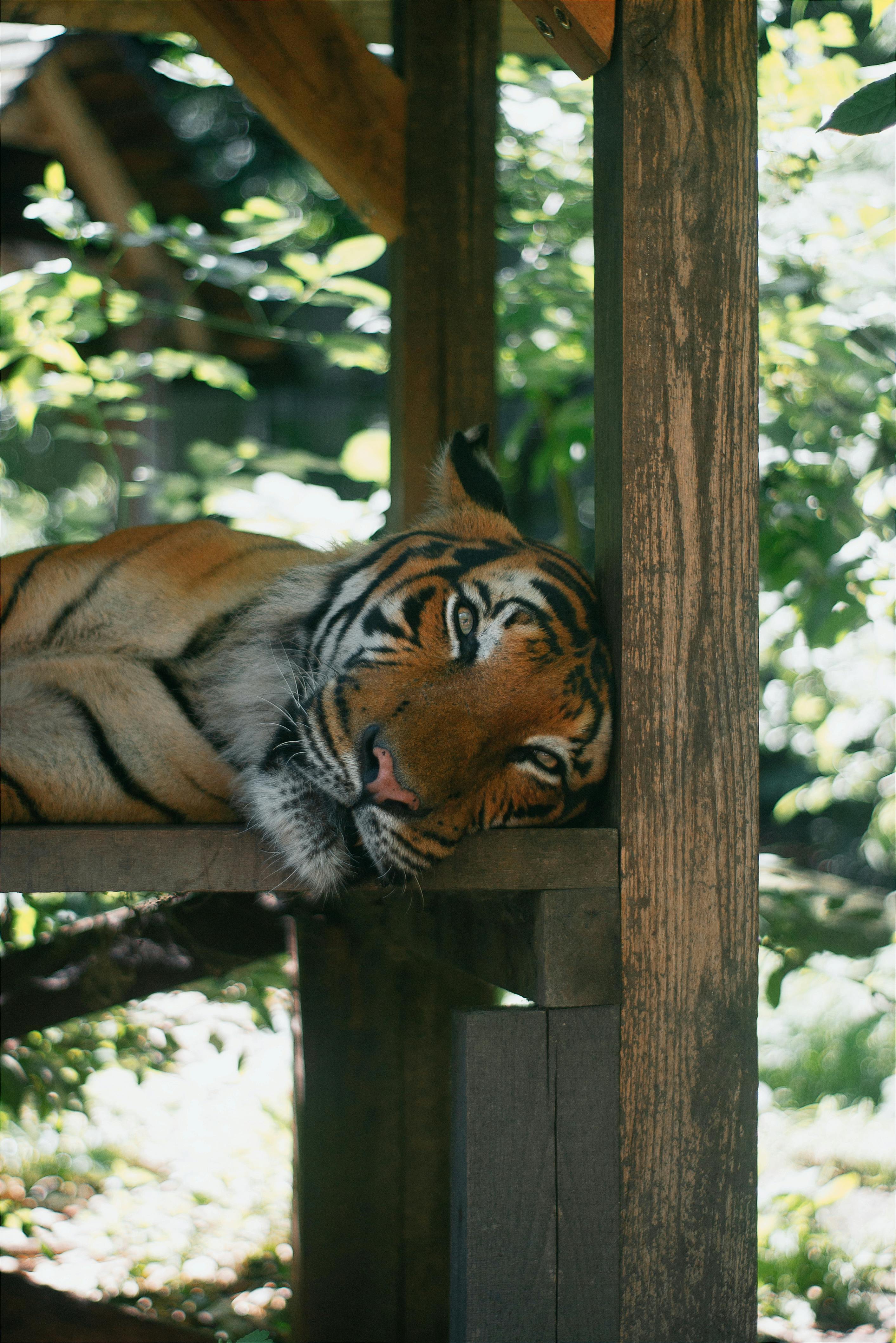 A Bengal tiger resting on a wooden platform in a peaceful zoo setting.