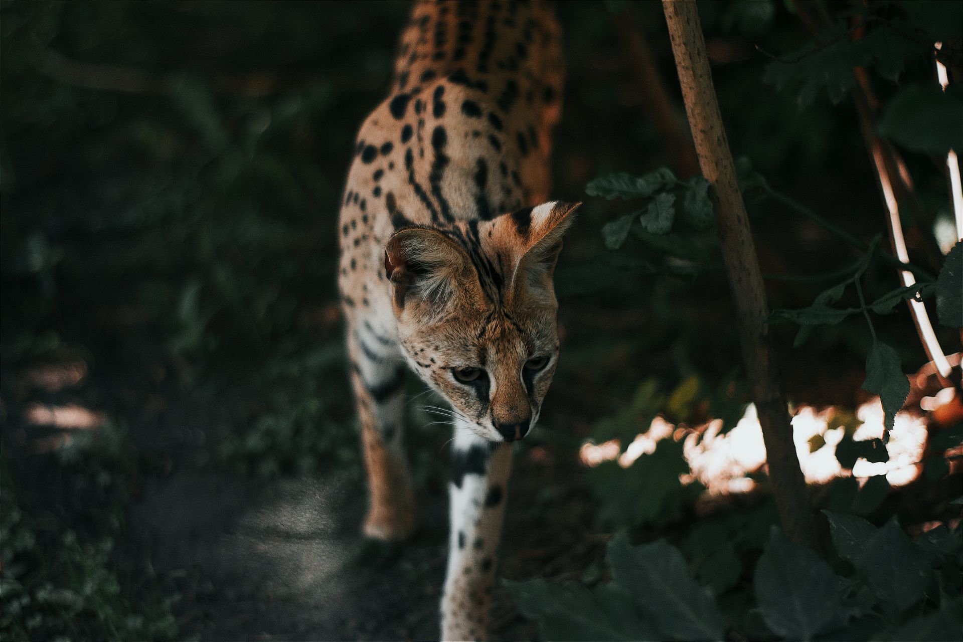 A Serval in a Zoo