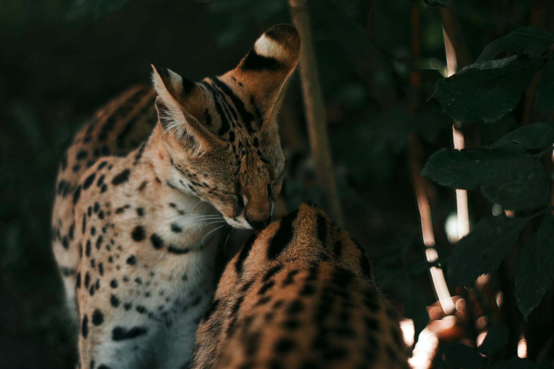 Serval Cats for Sale UK: What You Need to Know Before Buying an Exotic Pet 10 https://www.pexels.com/photo/two-servals-together-25956277/