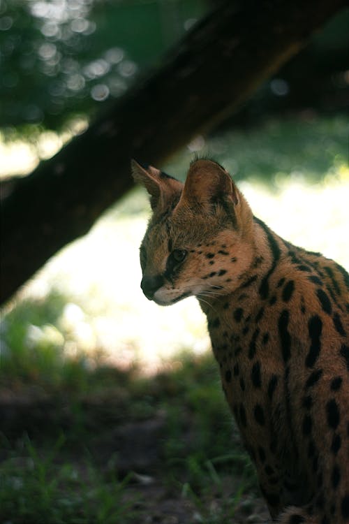 Foto profissional grátis de animais selvagens, animal, ao ar livre