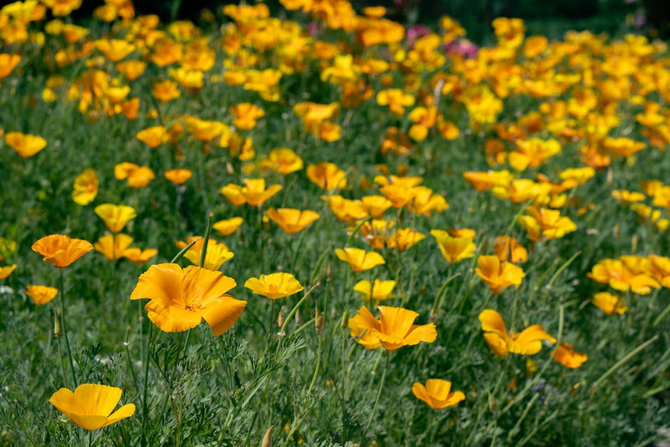 The Antelope Valley California Poppy Reserve covered in orange blooms - wildflowers The Antelope Valley California Poppy Reserve covered in orange blooms - wildflowers