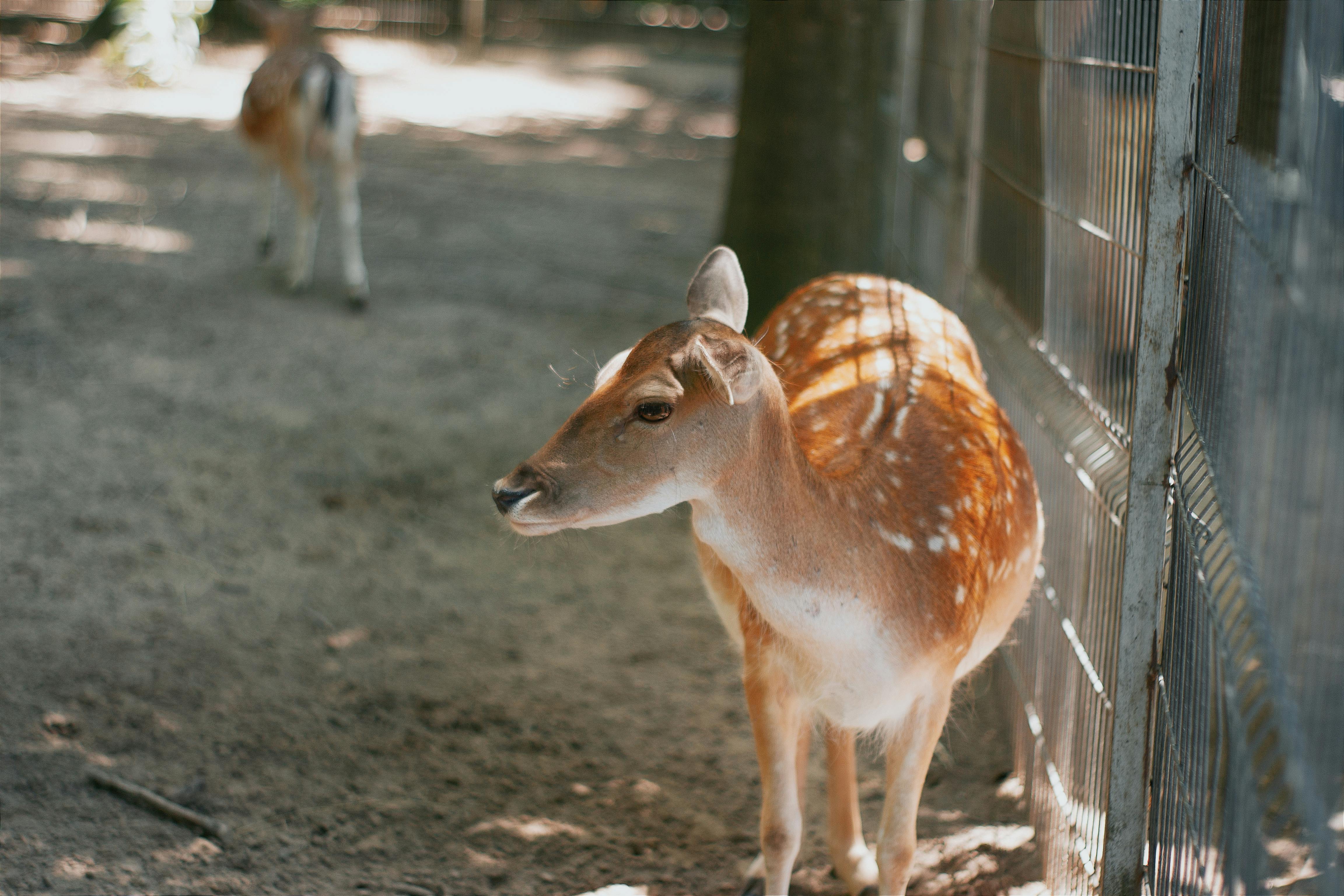 grátis Foto profissional grátis de @exterior, animais selvagens, animal Foto profissional