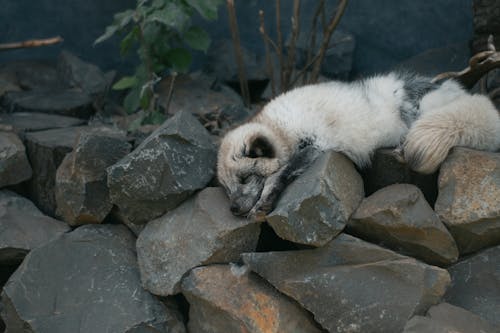 Foto profissional grátis de animais selvagens, animal, ao ar livre