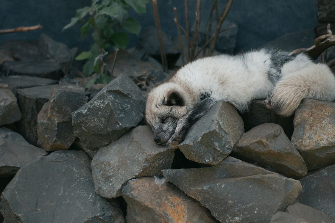 White Fox In Rocks White Fox Sleeping on Stones · Free Stock Photo