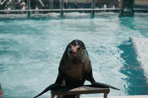 Modern seal show arena
