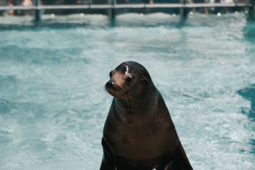 A California Sea Lion in Water 