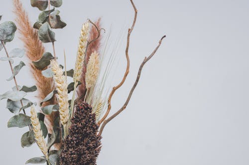 Imagine de stoc gratuită din arbore, arid, cactus